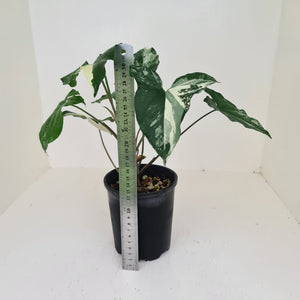 Syngonium 'Fantasy'