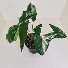 Load image into Gallery viewer, Syngonium &#39;Fantasy&#39;