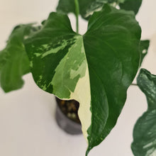 Load image into Gallery viewer, Syngonium &#39;Fantasy&#39;