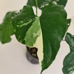 Syngonium 'Fantasy'