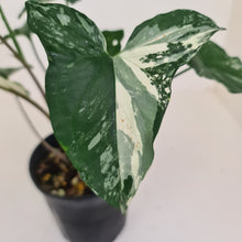 Load image into Gallery viewer, Syngonium &#39;Fantasy&#39;