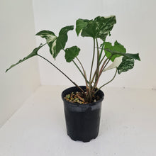 Load image into Gallery viewer, Syngonium &#39;Fantasy&#39;