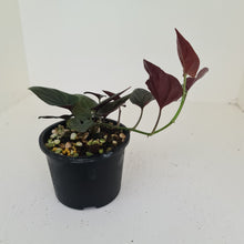 Load image into Gallery viewer, Syngonium Erythrophyllum