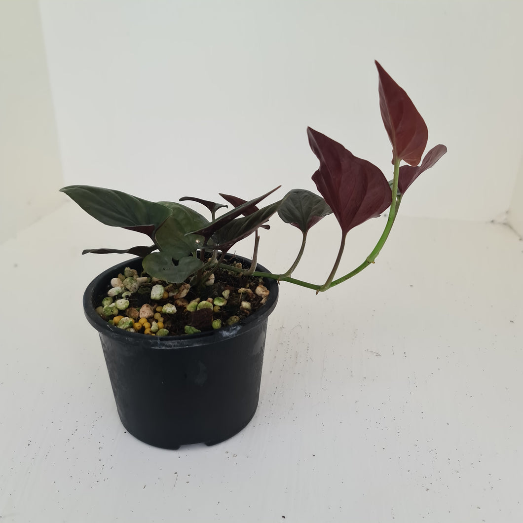 Syngonium Erythrophyllum