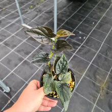 Load image into Gallery viewer, Syngonium Erythrophyllum