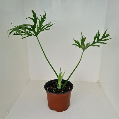 Philodendron Warszewiczii