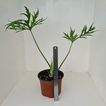 Load image into Gallery viewer, Philodendron Warszewiczii