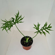 Load image into Gallery viewer, Philodendron Warszewiczii