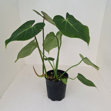 Load image into Gallery viewer, Large Philodendron Gloriosum
