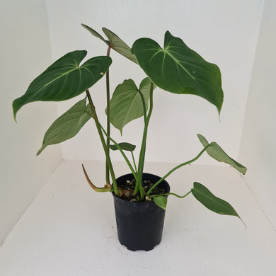 Large Philodendron Gloriosum