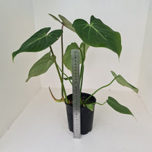 Load image into Gallery viewer, Large Philodendron Gloriosum