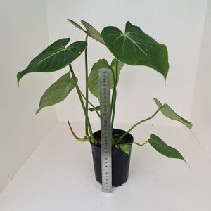 Large Philodendron Gloriosum