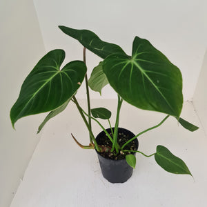 Large Philodendron Gloriosum