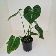 Load image into Gallery viewer, Large Philodendron Gloriosum