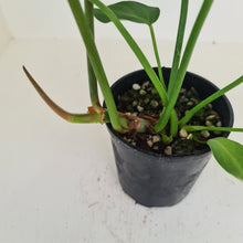 Load image into Gallery viewer, Large Philodendron Gloriosum