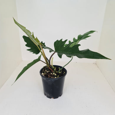 Philodendron Hendersons Delight