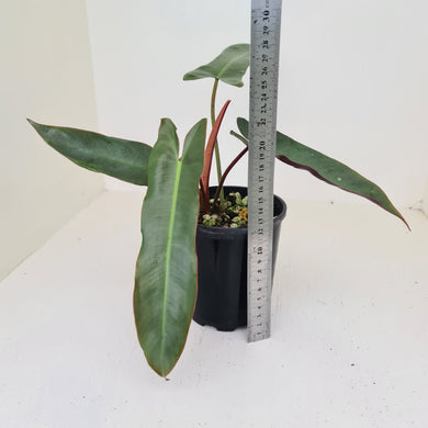 Philodendron Atabapoense