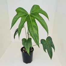 Load image into Gallery viewer, Anthurium Pedatoradiatum