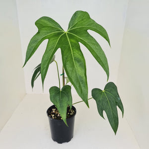 Anthurium Pedatoradiatum