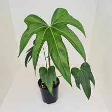 Load image into Gallery viewer, Anthurium Pedatoradiatum