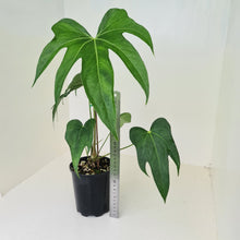 Load image into Gallery viewer, Anthurium Pedatoradiatum