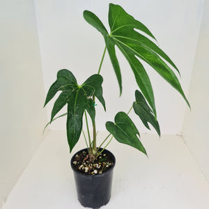 Anthurium Pedatoradiatum