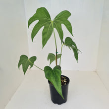 Load image into Gallery viewer, Anthurium Pedatoradiatum