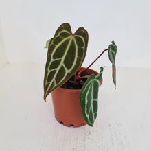 Load image into Gallery viewer, Anthurium Crystallinum Hybrid