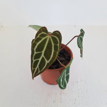 Load image into Gallery viewer, Anthurium Crystallinum Hybrid