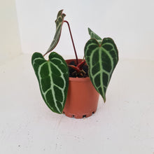 Load image into Gallery viewer, Anthurium Crystallinum Hybrid