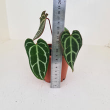 Load image into Gallery viewer, Anthurium Crystallinum Hybrid