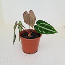 Load image into Gallery viewer, Anthurium Crystallinum Hybrid
