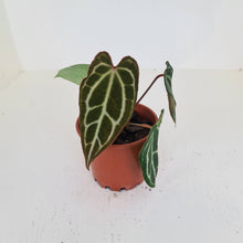 Load image into Gallery viewer, Anthurium Crystallinum Hybrid