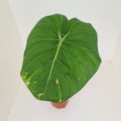 Philodendron Pastazanum or Dean McDowell? - Rooted tip cutting