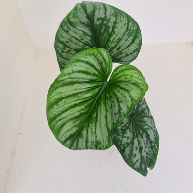 Philodendron Silver Cloud