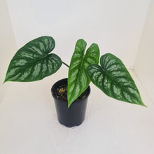 Load image into Gallery viewer, Philodendron Mamei