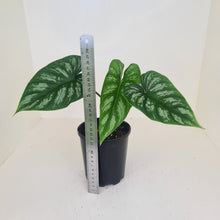 Load image into Gallery viewer, Philodendron Mamei
