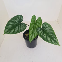 Load image into Gallery viewer, Philodendron Mamei