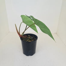 Load image into Gallery viewer, Philodendron Mamei
