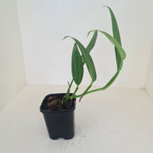 Load image into Gallery viewer, Epipremnum Amplissimum