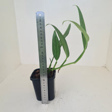 Load image into Gallery viewer, Epipremnum Amplissimum