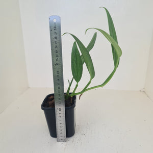 Epipremnum Amplissimum