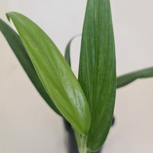Load image into Gallery viewer, Epipremnum Amplissimum