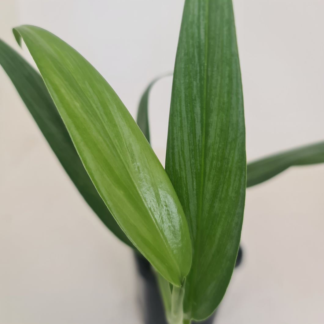 Epipremnum Amplissimum