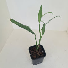 Load image into Gallery viewer, Epipremnum Amplissimum