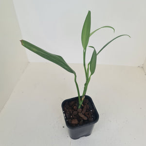 Epipremnum Amplissimum