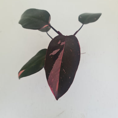 Philodendron Pink Princess