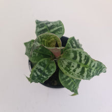 Load image into Gallery viewer, Dracaena Goldieana