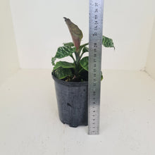 Load image into Gallery viewer, Dracaena Goldieana