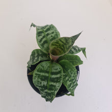 Load image into Gallery viewer, Dracaena Goldieana